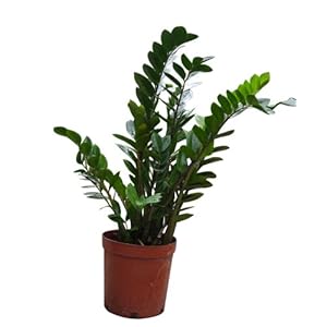 绿趣园艺 小金钱树(85CM 厂商带货直送, 限上海