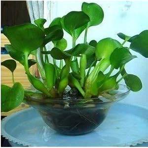 水葫芦LI-8005 C 壁灯小组,水葫芦LI-8005 C 壁