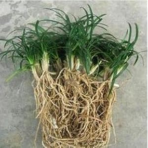 特价 庭院别墅高档绿化草坪 美国矮麦冬草 玉龙