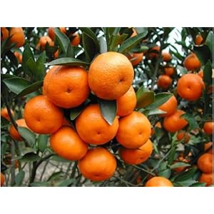 Sprout 我要发芽 水果种子 桔子种子 农家桔子 