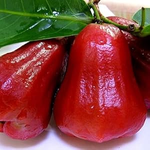 佳尔 台湾水果 黑珍珠莲雾2500g口感酥脆水分足【行情 报价 价格 评测】-食品 买零食、粮油、特产、酒水饮料、进口食品-琅琅比价网