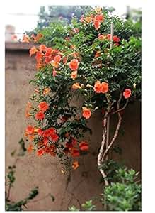 御春阁 攀爬高手 凌霄苗 凌霄花 攀援植物 美化